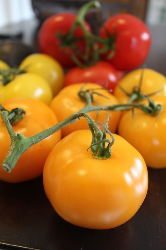 Rainbow Tomatoes