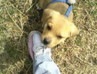 photo RoscoGIF_zps10418a2a.gif