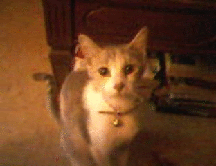 Fallon Gif photo amyandherkittens_zps4af2f0bc.gif