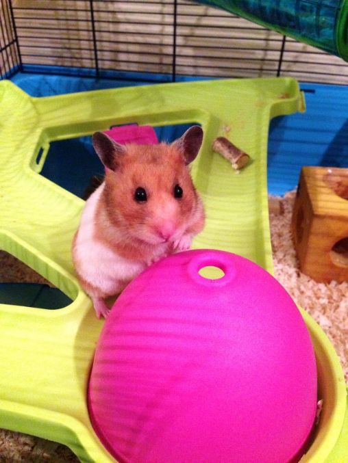 IMG_0197_zps490ccc45.jpg?t=1421021956