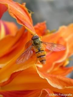 DSCN3838X.jpg