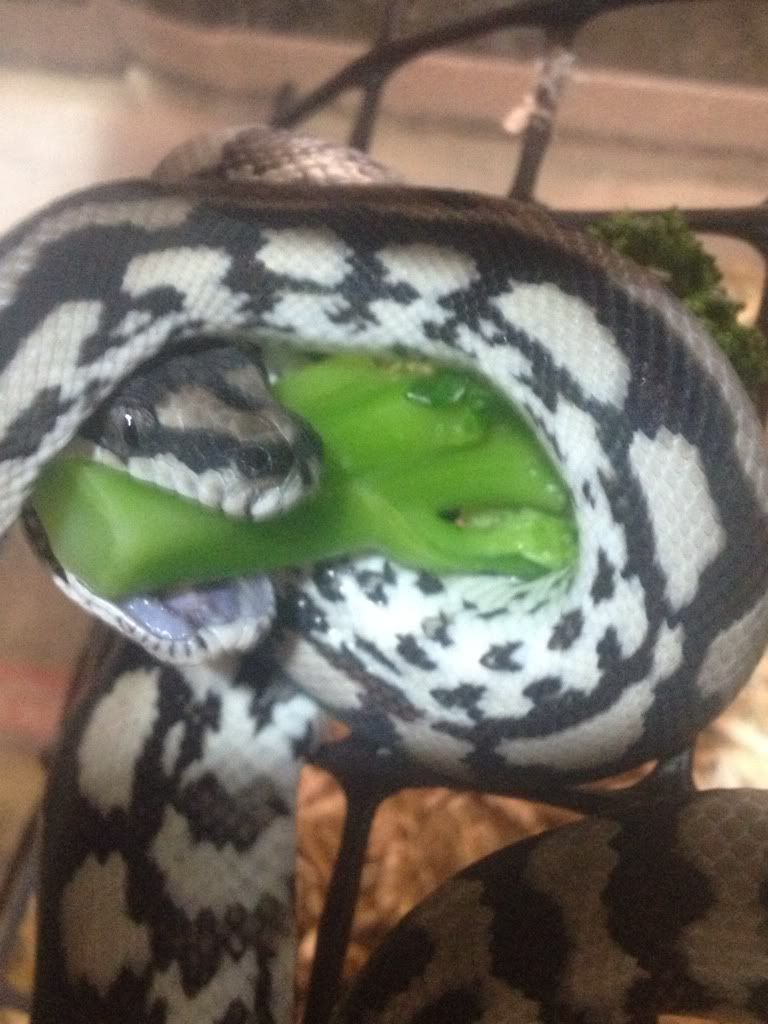 Vegan snake. Aussie Pythons & Snakes Forum