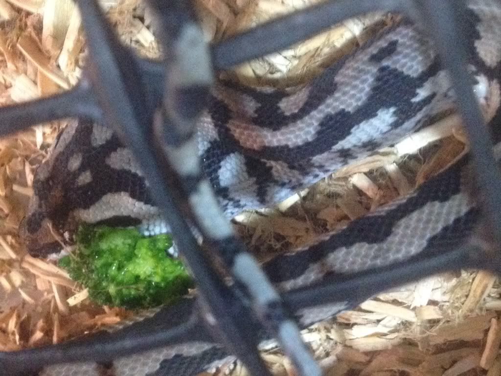 Vegan snake. Aussie Pythons & Snakes Forum