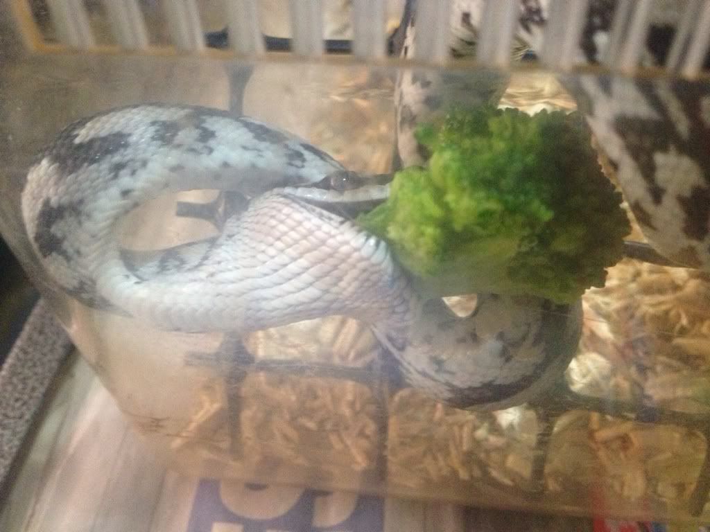 Vegan snake. Aussie Pythons and Snakes