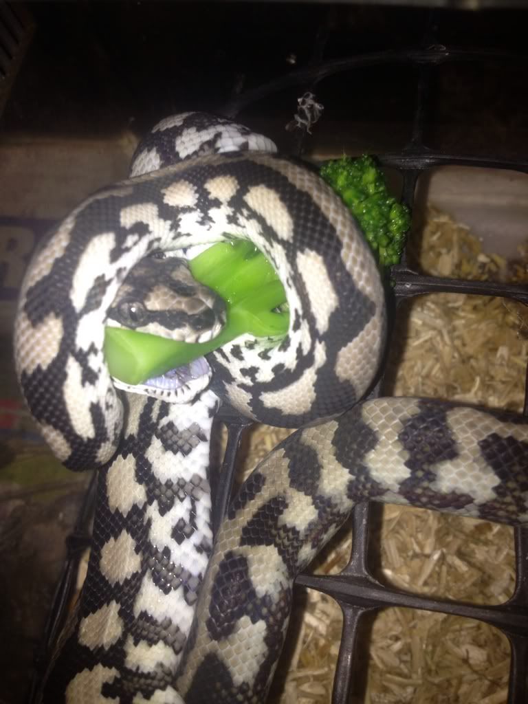 Vegan snake. Aussie Pythons and Snakes
