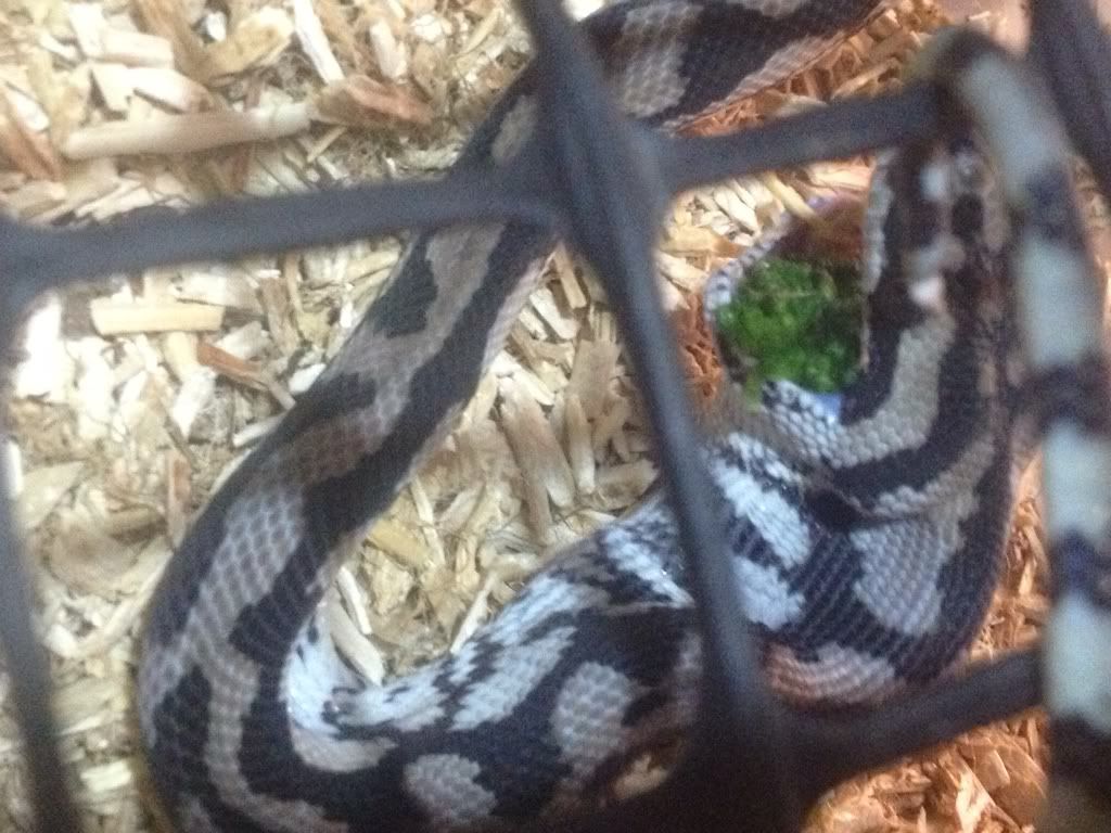 Vegan snake. Aussie Pythons & Snakes Forum