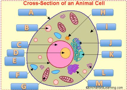 animal organelles