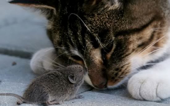 62-cat-funny-animals-t--animals_large.jpg