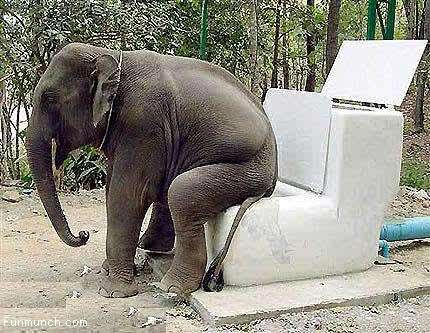 Elephant's Toilet - 11 Pictures, Images and Photos