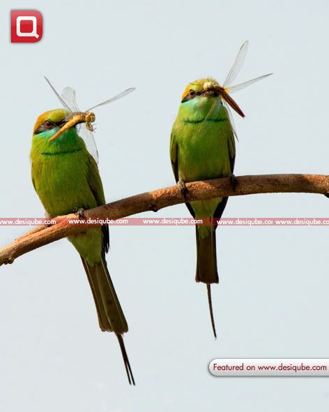 Green Bee Eater Rathika Ramasamy-DesiQube Green Bee Eater Rathika Ramasamy-DesiQube