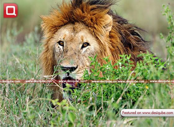 Lion By Rathika Ramasamy-DesiQube Lion By Rathika Ramasamy-DesiQube