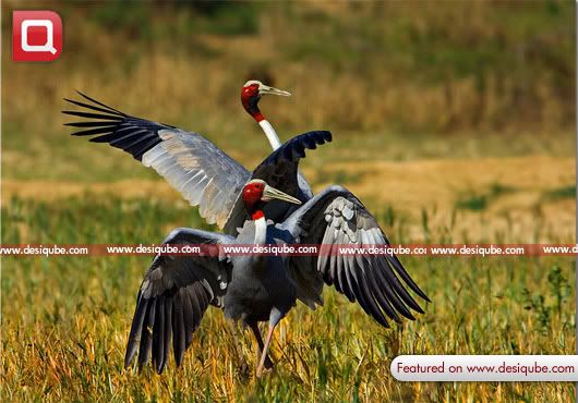 Sarus Crane RathikaRamasamy-DesiQube.jpg Sarus Crane RathikaRamasamy-DesiQube.jpg
