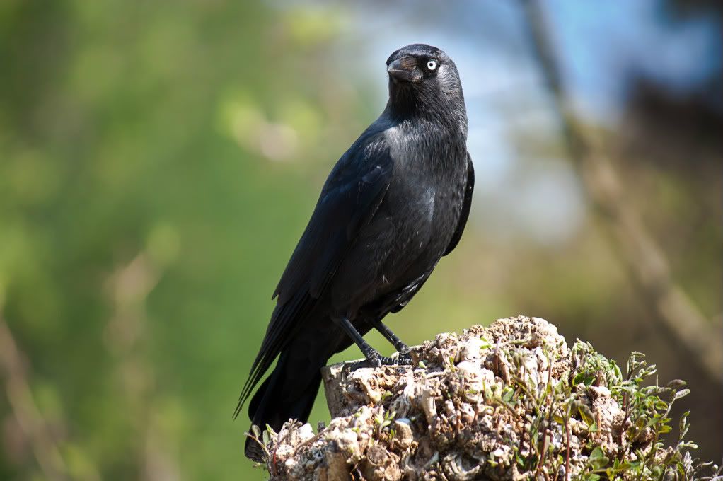 IMAGE: http://i1089.photobucket.com/albums/i352/M_klooster/IMG_3337-1.jpg