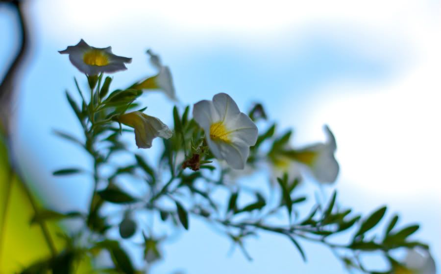 IMAGE: http://i1089.photobucket.com/albums/i352/M_klooster/IMG_3817.jpg