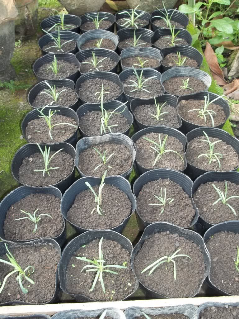 Carnation seedlings..with pictures • Gardening Forum