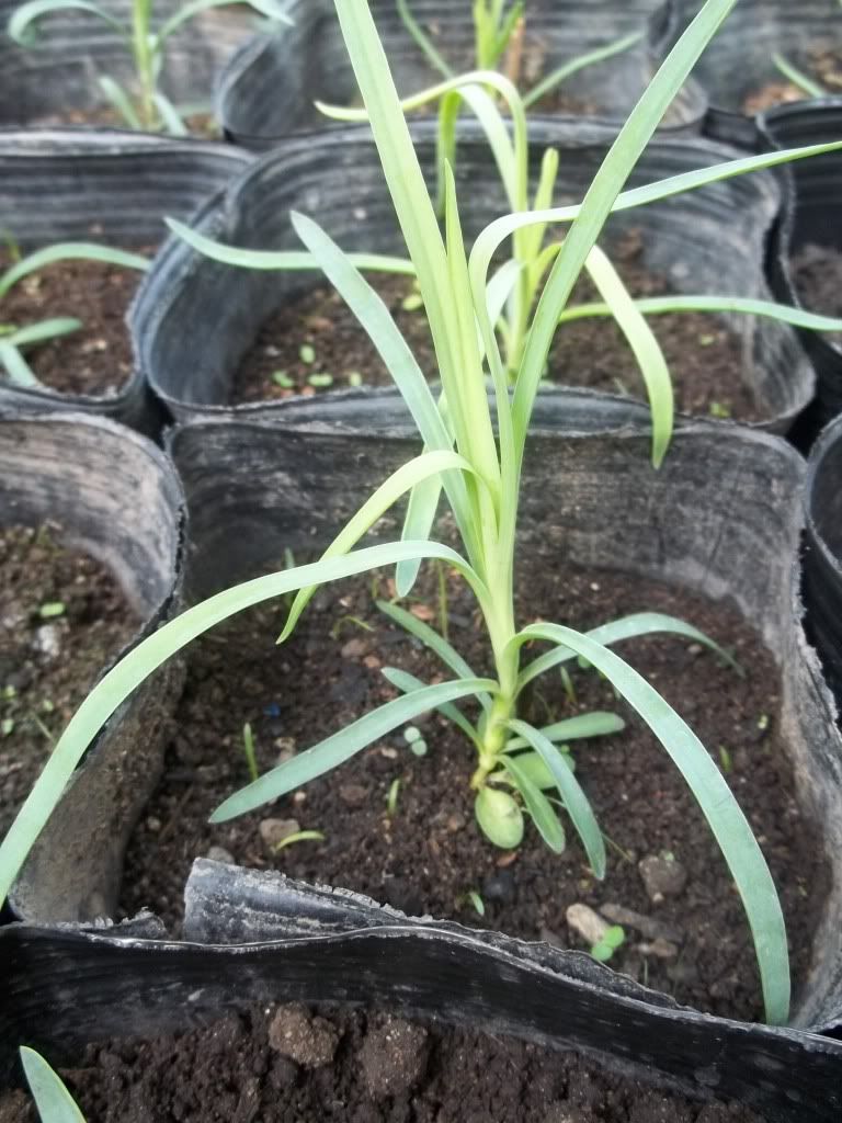 Carnation seedlings..with pictures • Gardening Forum