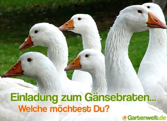 einladung zum gänsebraten