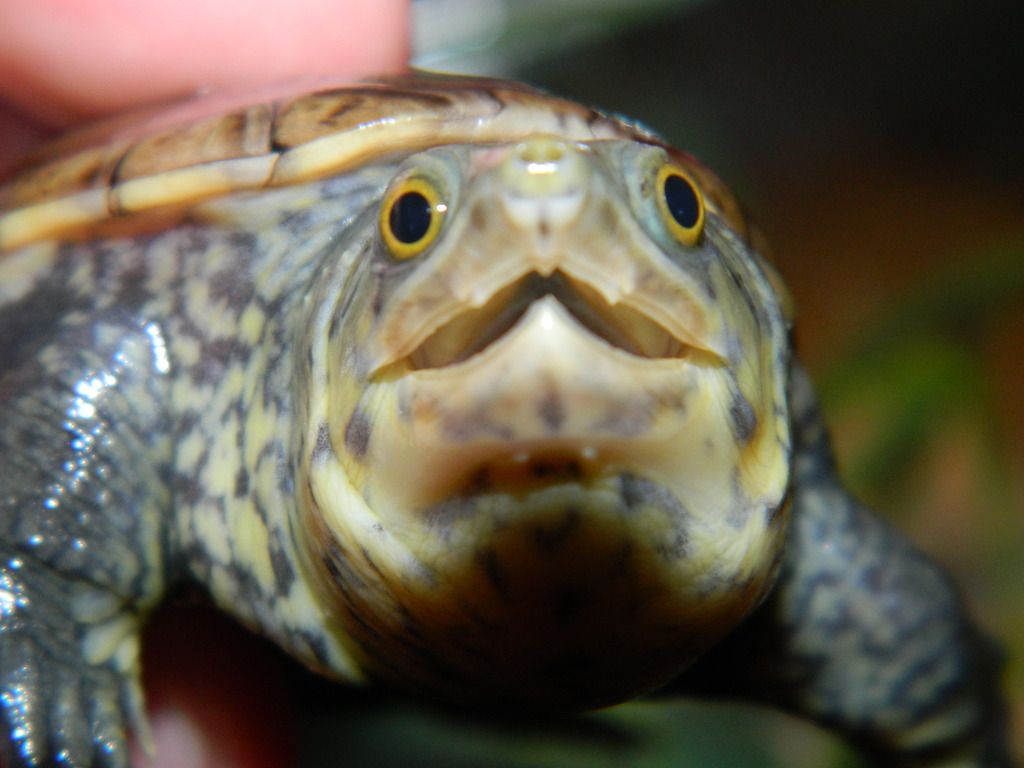 Claudius angustatus Reptile Forums