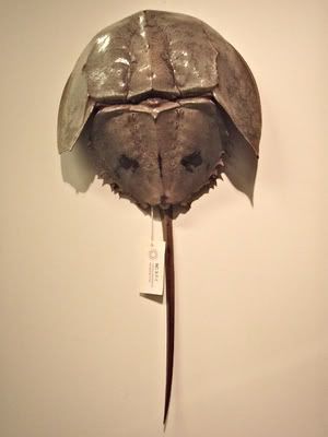 Horseshoe Crab