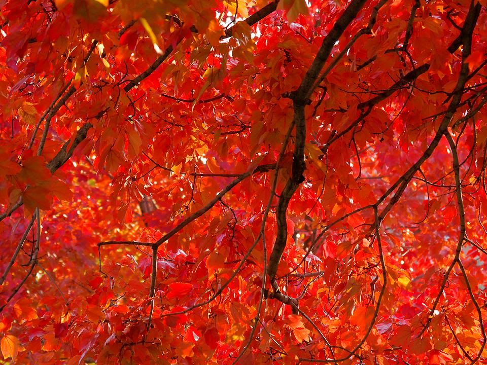 red maple turns an extreme red color in fall