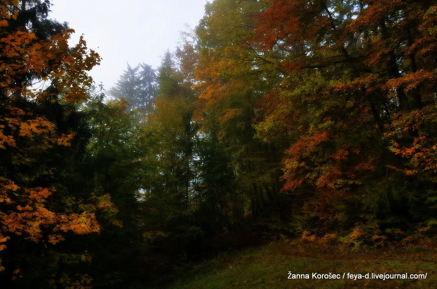photo 20161017_085053_zpsx2vki4ae.jpg