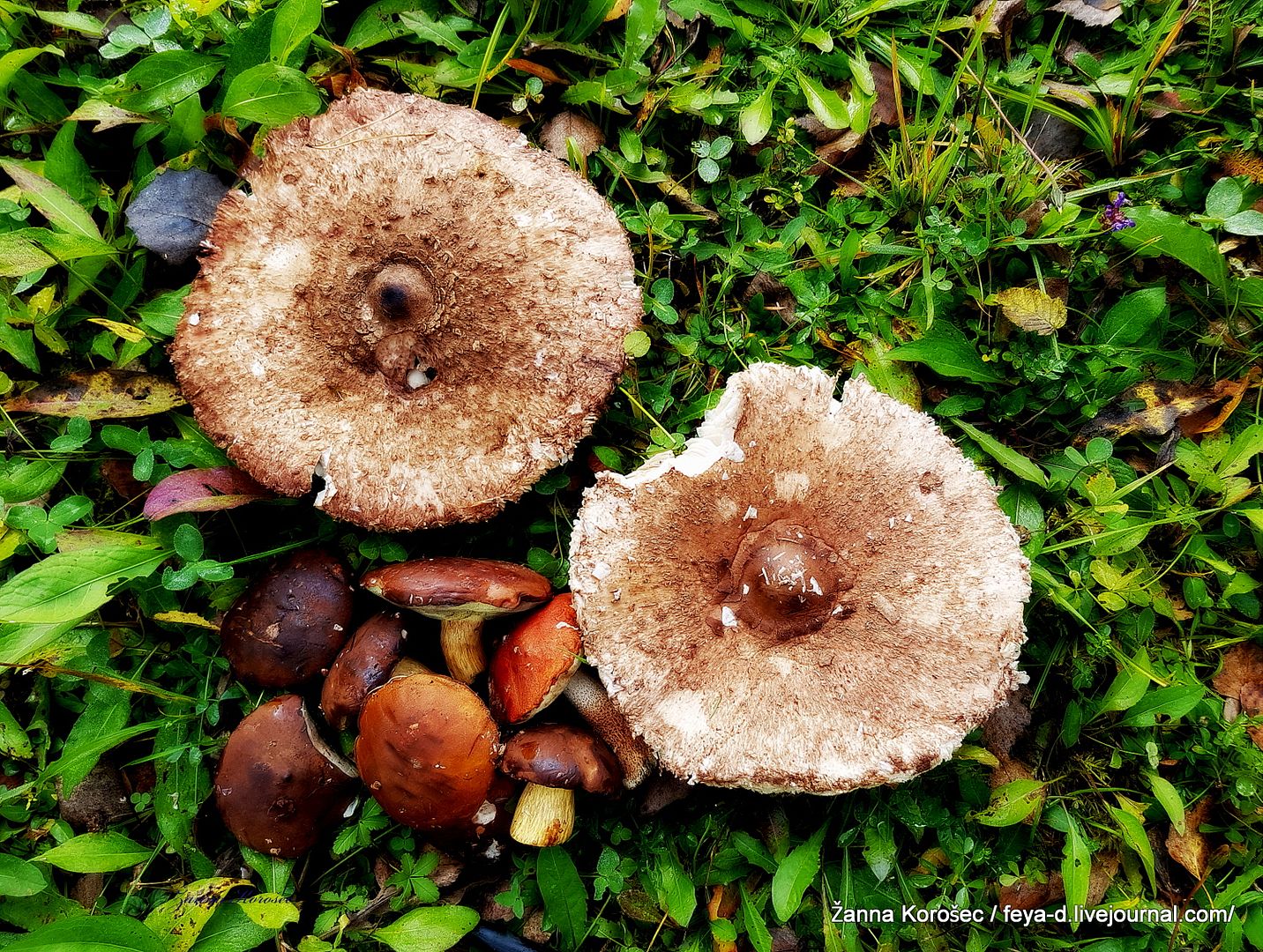 photo 20161017_110536_zpsriyingkx.jpg