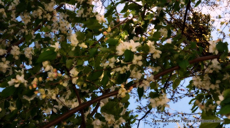 photo N71_8315_zpsfst4ua7n.jpg
