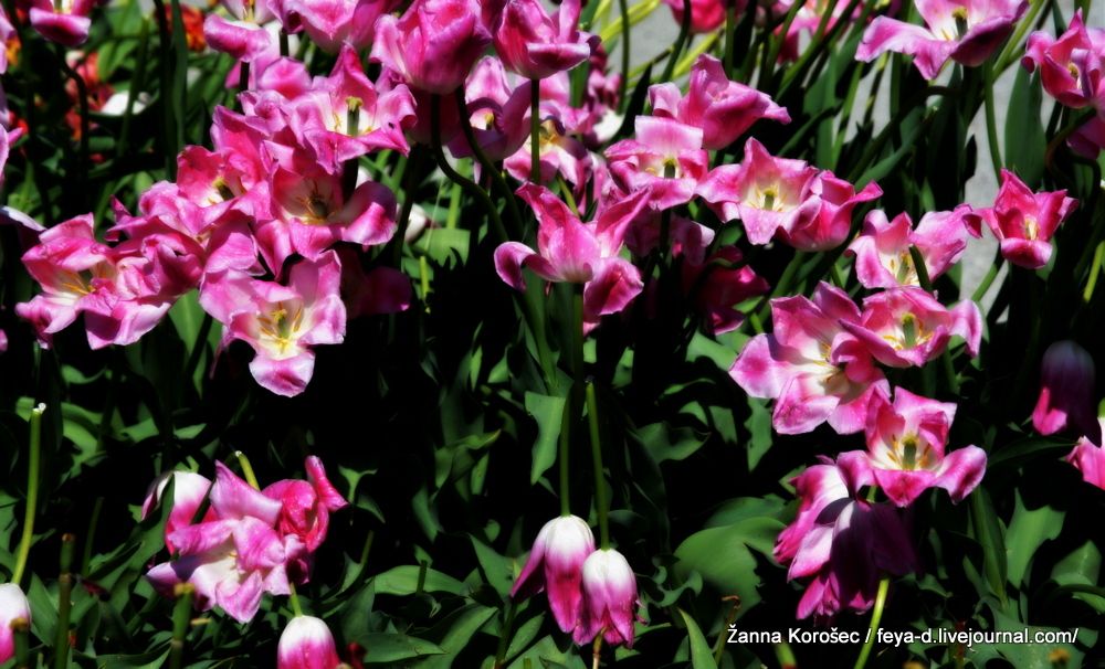 photo N71_4064_zpssurvz4fd.jpg