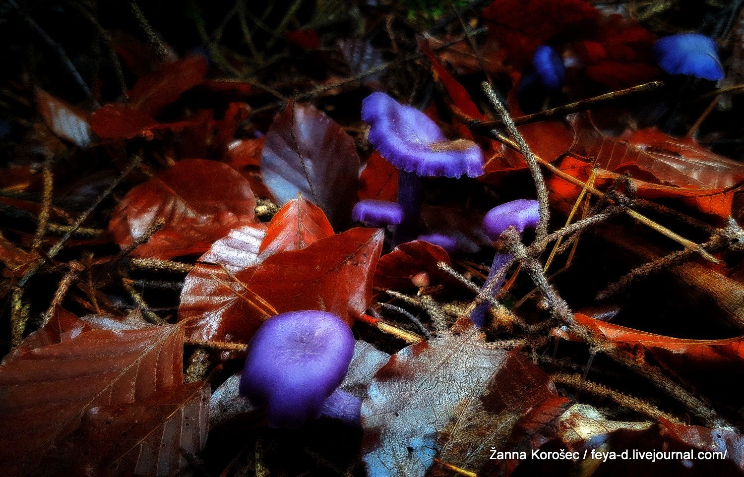 photo 20161110_144528_zpsg8hwxpfn.jpg