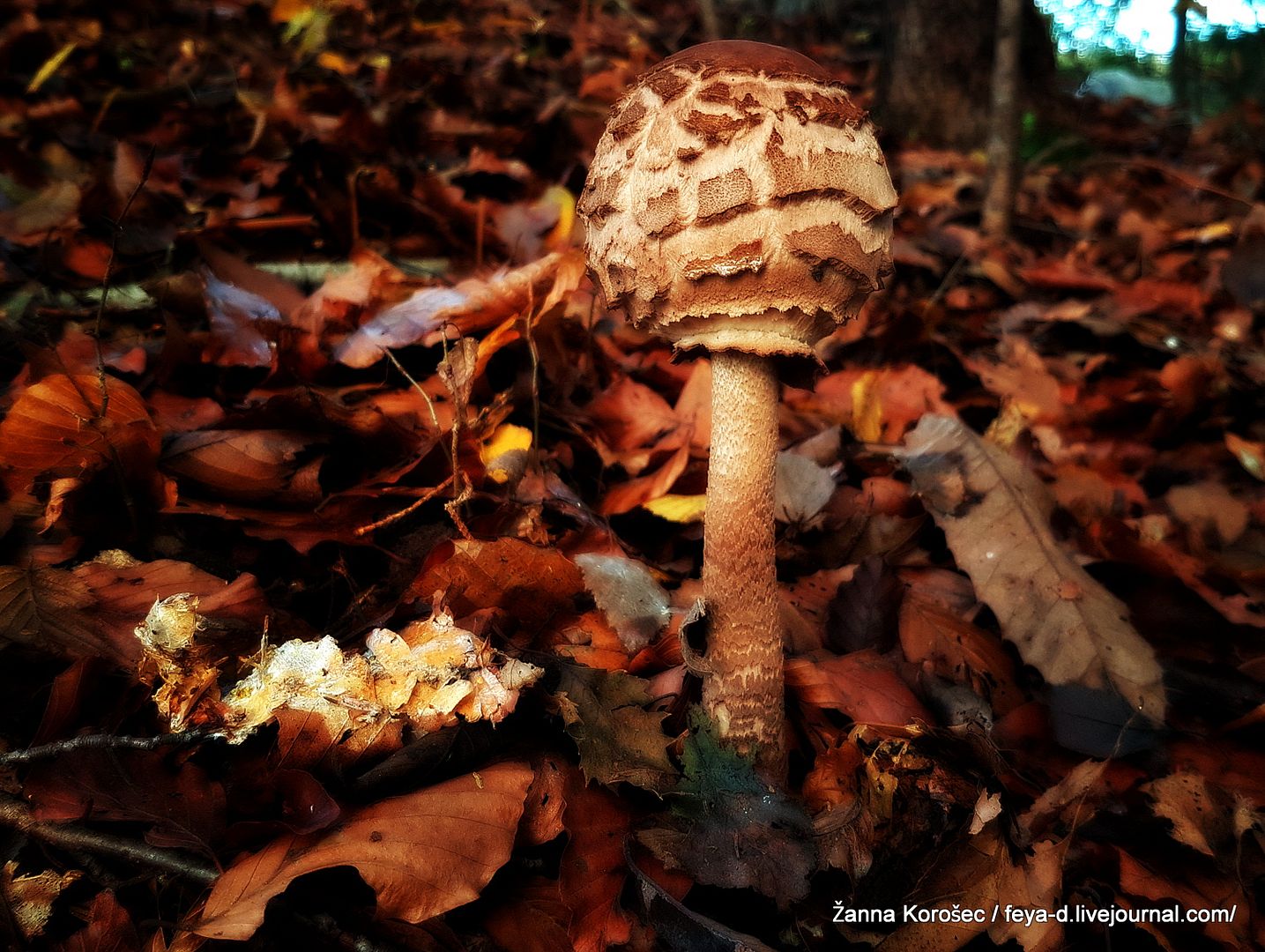 photo 20161110_155511_zpskmast8i8.jpg