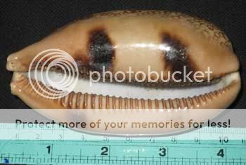 97 mm Large Cypraea Argus Cowrie Sea Shell Seashell  