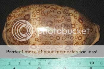 97 mm Large Cypraea Argus Cowrie Sea Shell Seashell  