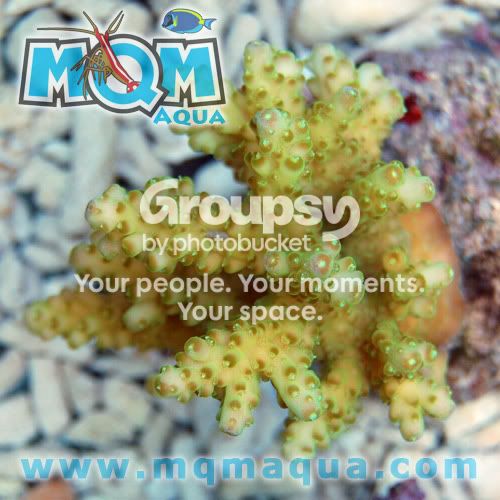 [TodoMarino.com] MQMAqua.com - Nuevas llegadas
